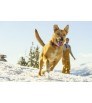 Ruffwear Нашийник Hoopie Collar